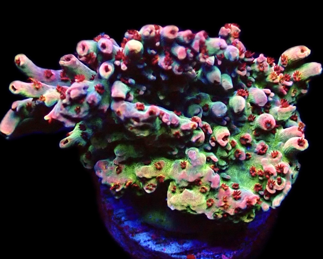 WYSIWYG 23i Dragon's Breath Acropora Frag Extra Large