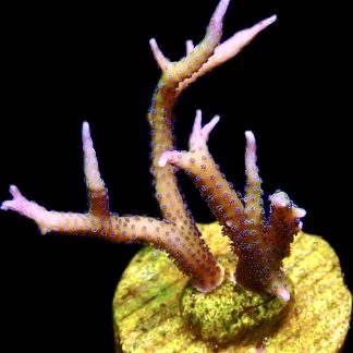 WYSIWYG 20H Limeberry Hysterix