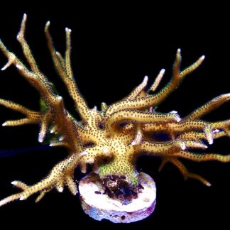 WYSIWYG 29G Limeberry Hysterix 90mm Colony