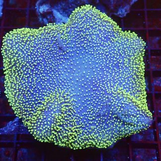 WYSIWYG Green Metallic Polyped Toadstool Leather Colony