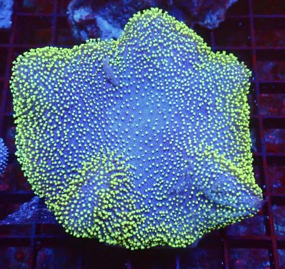 WYSIWYG Green Metallic Polyped Toadstool Leather Colony