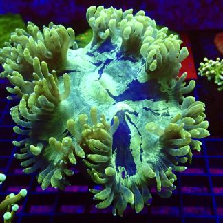 WYSIWYG Catalaphyllia Elegance Yellow Tip  5" Colony