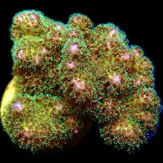 WYSIWYG 16H Sparkling Tinsel Pocillopora Small Colony