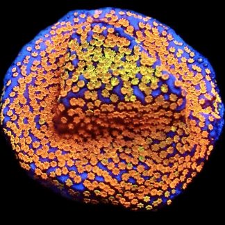 WYSIWYG 12E Rainbow Montipora