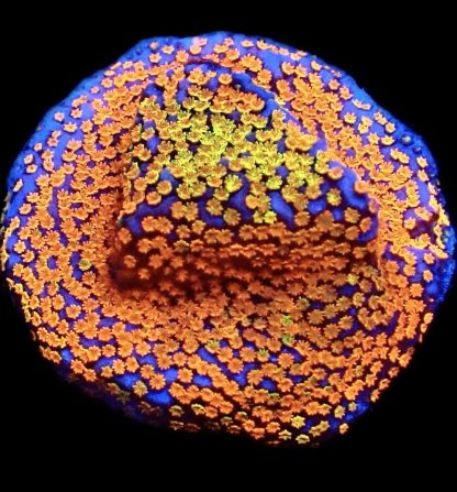 WYSIWYG 12E Rainbow Montipora