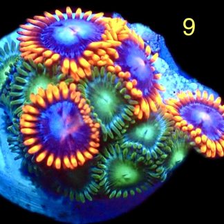 WYSIWYG Zoanthid Frag M9