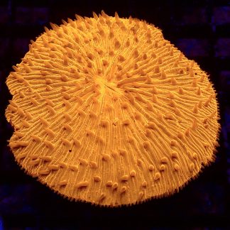 Ultra Grade Fungia Plate Colony 1