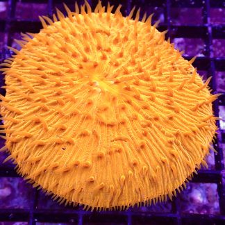 Ultra Grade Fungia Plate Colony 1