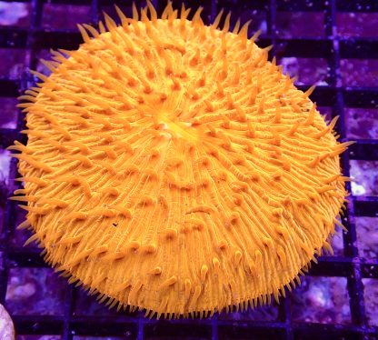 Ultra Grade Fungia Plate Colony 1