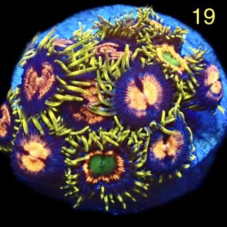 WYSIWYG Zoanthid Frag M19