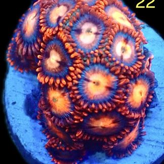 WYSIWYG Zoanthid Frag M22