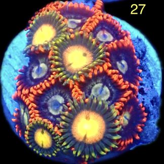 WYSIWYG Zoanthid Frag M27