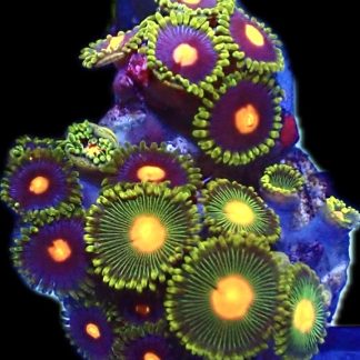 WYSIWYG  Zoanthid Frag P2