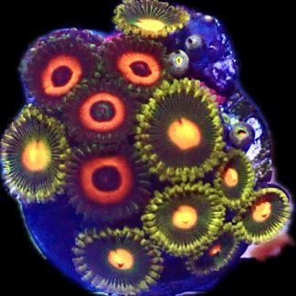 WYSIWYG  Zoanthid Frag P3