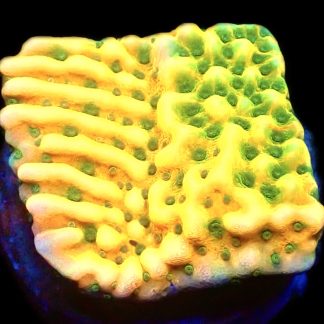 WYSIWYG 9B Kung Pao Montipora Frag