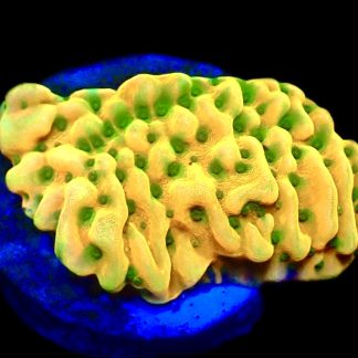 WYSIWYG 12C Kung Pao Montipora Frag