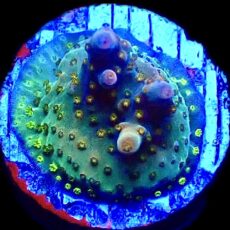 WYSIWYG 20i Midnight Beacon Acropora Frag
