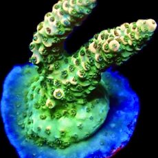 WYSIWYG 20F Limoncello Frag