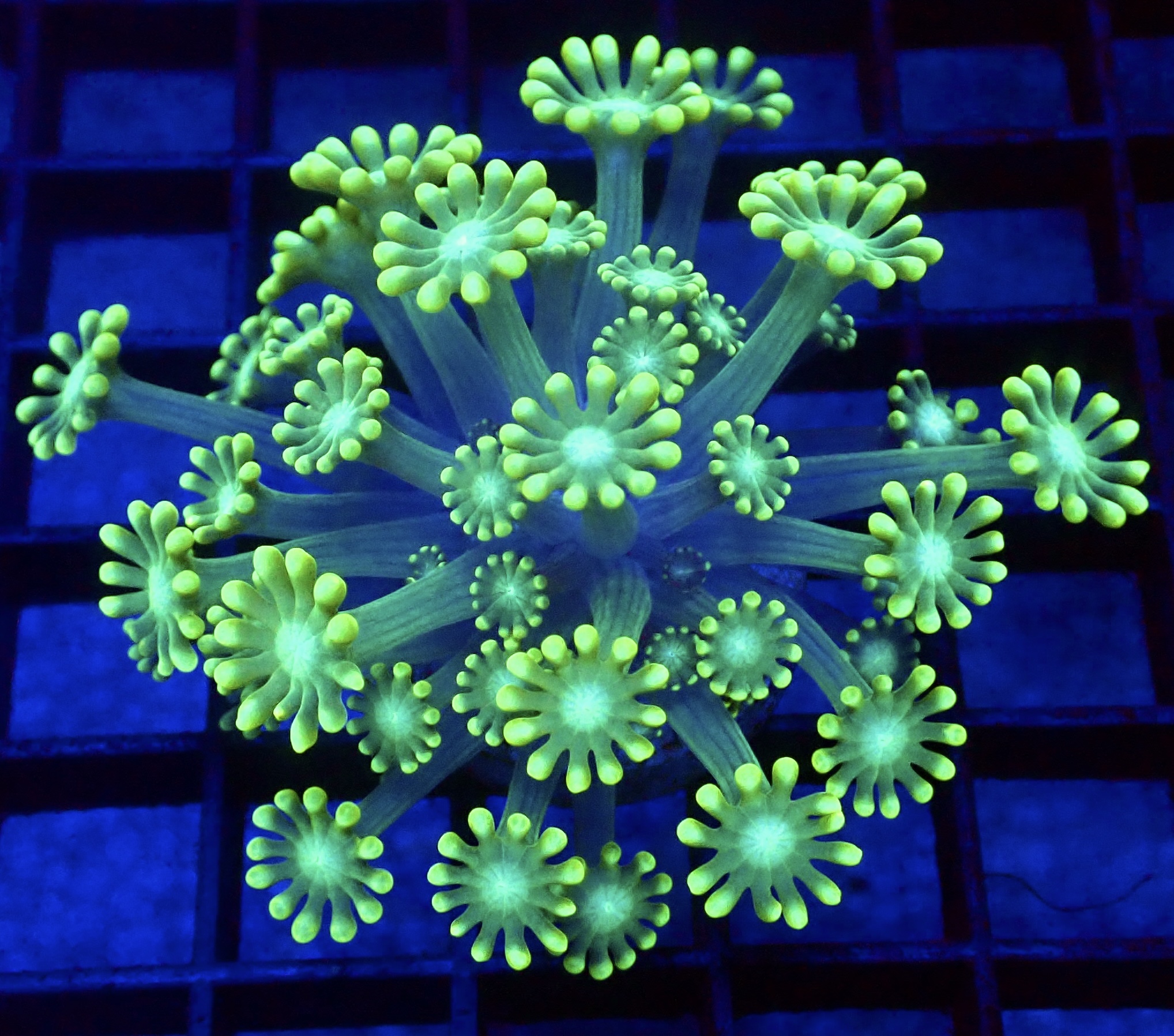 Super Green Floral Alvepora Large Frag (Over 40 Polyps) - Image 2