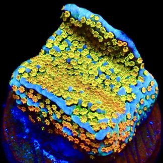 WYSIWYG 11D Rainbow Montipora