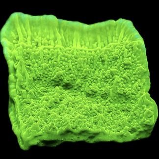 WYSIWYG 12D Toxic Lime Plating Montipora Large