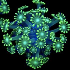 Super Green Floral Alvepora Large Frag (Over 40 Polyps)