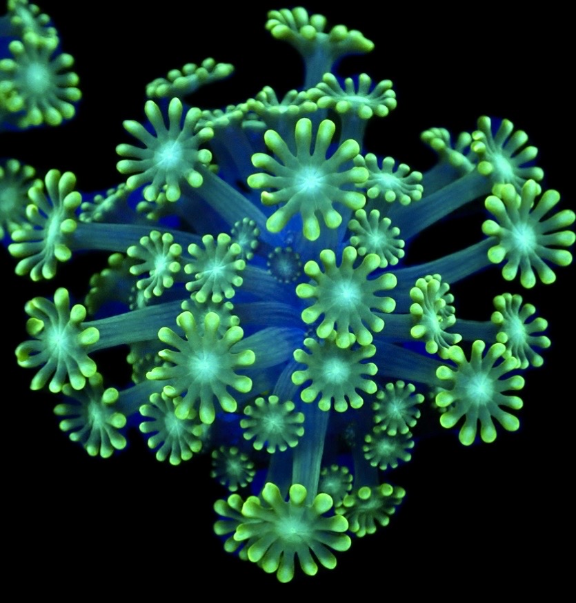 Super Green Floral Alvepora Large Frag (Over 40 Polyps)