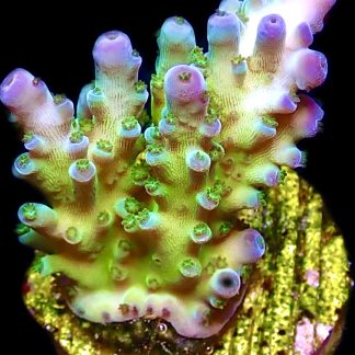 WYSIWYG 21E Violet Venom Acropora Frag