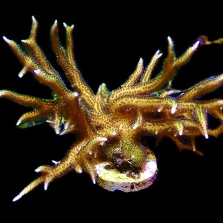 WYSIWYG R2 Lime Berry Hysterix 90mm Colony