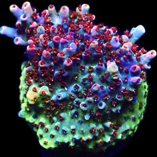 WYSIWYG 18G Dragon's Breath Acropora Frag Large   ***NEW***