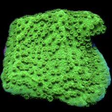WYSIWYG 12B Bright Green Goblin Montipora Frag