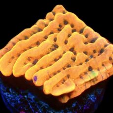 WYSIWYG 13G Beach Bum Montipora Frag