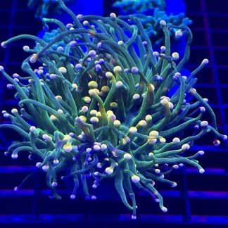 WYSIWYG T2 Ultra Bi Coloured Torch Euphyllia Double Head