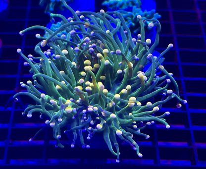 WYSIWYG T2 Ultra Bi Coloured Torch Euphyllia Double Head