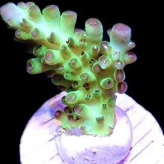 WYSIWYG 19H Rainbow Acropora Granulosa Frag