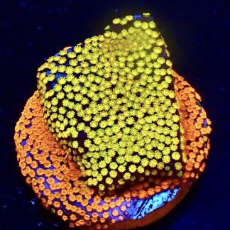 WYSIWYG 10C Rainbow Montipora