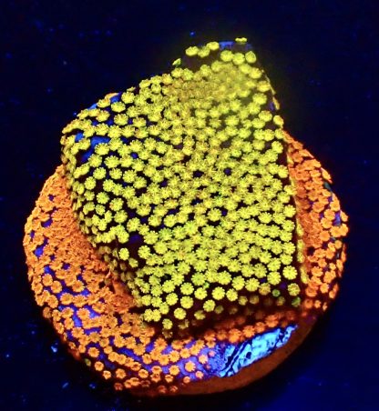 WYSIWYG 10C Rainbow Montipora