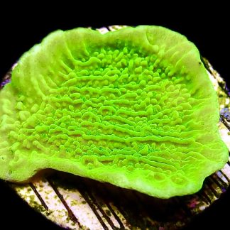 WYSIWYG 17C Toxic Lime Plating Montipora