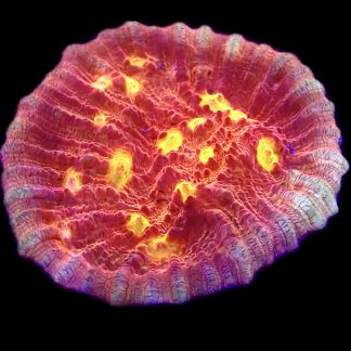 WYSIWYG 33E  Iron Man Chalice Frag Extra Large