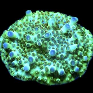 Tabling Berry Blast Granulosa Frag