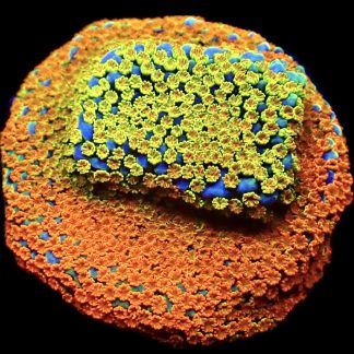 WYSIWYG 13E Rainbow Montipora Ultra
