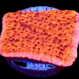 WYSIWYG M14 Orange Plating Montipora Frag