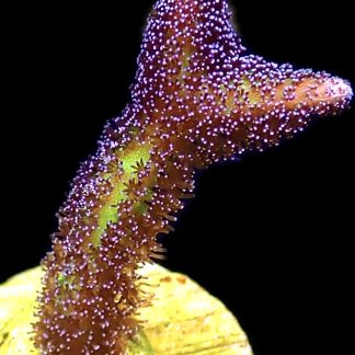 WYSIWYG M29 Bird Of Paradise Seriatopora