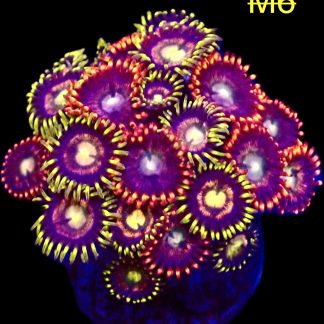 WYSIWYG Zoanthid Frag M6