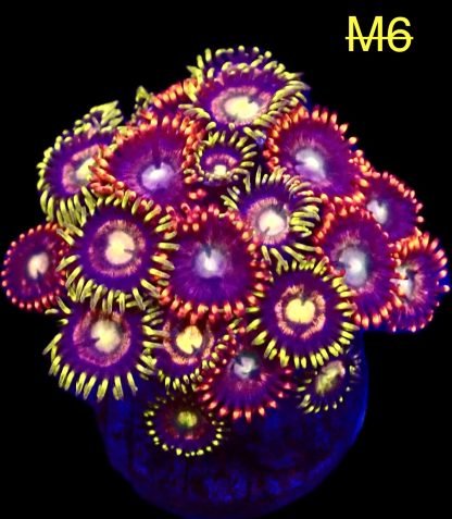 WYSIWYG Zoanthid Frag M6