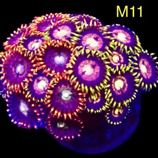 WYSIWYG Zoanthid Frag M11