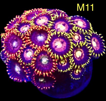 WYSIWYG Zoanthid Frag M11