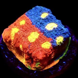 WYSIWYG Master Grade Flaming Bugatti Rainbow Chalice 4