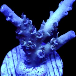 WYSIWYG 9i Blue Curacao Acropora