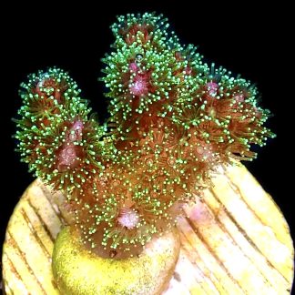 WYSIWYG M23 Amethyst Gem Pocillopora Frag